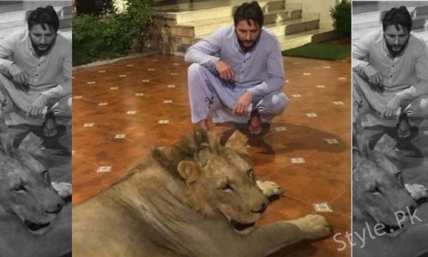 Shahid Afridi Breaks Silence Over Chained Lion Backlash